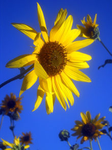 A sunflower that symbolizes the comfort you will have when dealing with Arizona Property Sales in Flagstaff, Arizona. We will help you see through the flowers from the trees to make that perfect purchase.